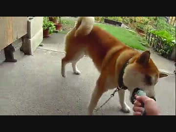 おりゃ～よこせ～