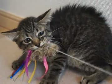 こねこ、はじめました　その3