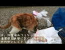 【しゃべるネコ】食べてはいけないものを食べる子猫…