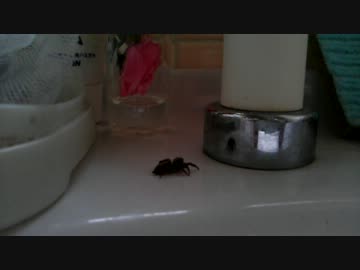 ひたすら自分自身と闘う蜘蛛