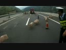 【中国】子豚 VS 警察官【高速道路】