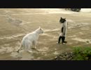 ぬこ同士の喧嘩→猫の恩返し状態に