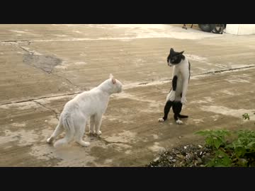 ぬこ同士の喧嘩→猫の恩返し状態に