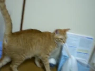 拾いねこ＠生後396目/363日目　アコにょんやっぱふとましい気がするｗ