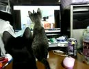 生後11週間-7　こてつVSディスプレイ