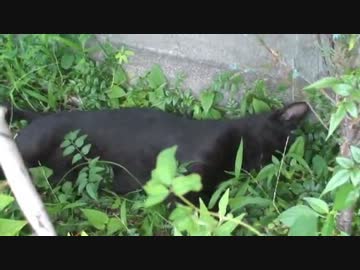 ネコの寝起きドッキリ