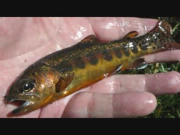 【新毛鉤紀行14】ゴールデントラウトの純真-守ってあげたい: 天然渓流魚