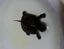 クサガメのピエール その4