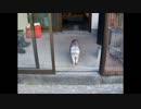 【じじぬこ】散歩ぴゃー⊂二（　＾ω＾）⊃【ごま】