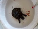 クサガメのピエール　その５
