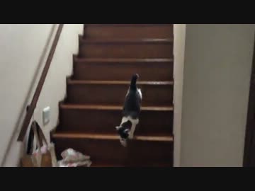 「ただいま～」に反応する猫