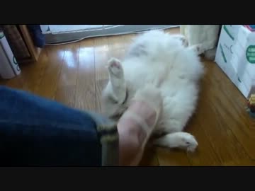 【レオ★ララ】 ついつい猫モフっちゃう～　　