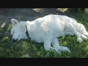 この世界を適当に実況プレイ＿1-3フェアバンクス〜ノースポール