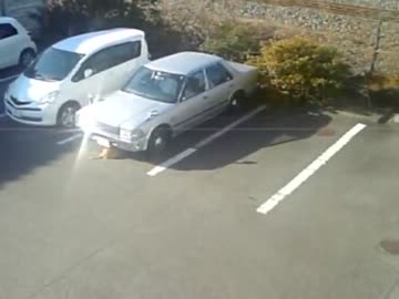 ぬこ
