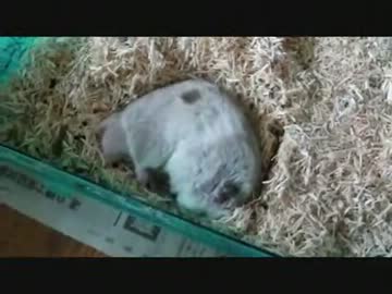掃除前のハムスター