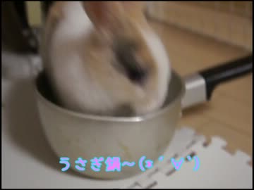 仔うさぎといっしょ～紐遊び編～