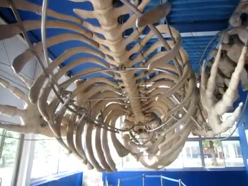 クジラの骨の中に入れる東京海洋大学 水産資料館はスゲェェー☆