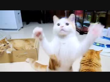 【マンチカン３兄妹】子猫たち、体操→朝ご飯（ママはご懐妊）