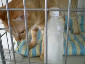 拾いねこ＠生後398目/365日目　思い出の品々が失われてく（大体匠さん指示