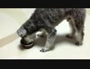 ごはんの時間