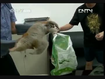 淫夢くんを発見したローゼンおじさん.mp4