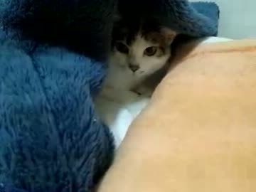 来客がこわい猫。