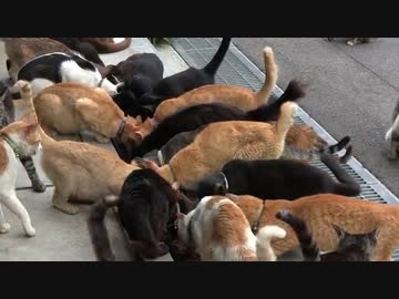 猫好き巡礼の旅【御誕生寺・通称ぬ・・・猫寺】その５