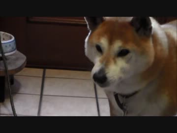 【柴犬】隠したつもりのらっきーちゃん【14才】