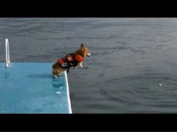 【永井先生】コーギーを観る