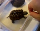 クサガメのピエール　その６