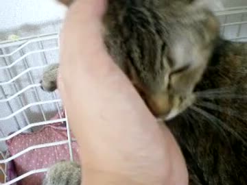 拾いねこ＠生後399目/366日目part1　月音生誕1年！おめでと～。