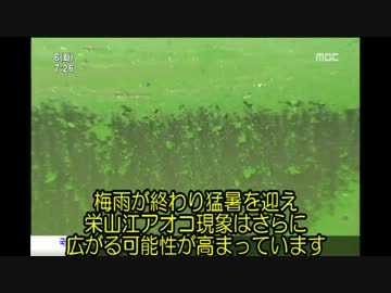 【韓国TV】水質汚染続く…川でアオコ大発生（日本語字幕）
