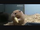 【衝撃】ハムスターがヤングコーンを食べると・・・・