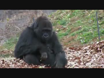 ゲリラゴリラ