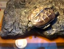 クサガメのピエール　その７