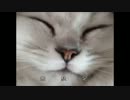 【猫座敷】猫を愛でたいのに、猫に食い殺されるゲームを実況 part5