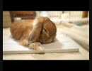 たれ耳うさぎはおねむのようです。