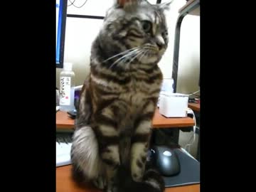 【疑似m＠s】今はいらない猫千早