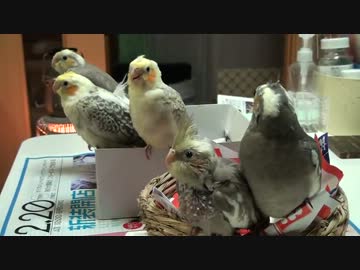 オカメインコのヒナ