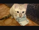 お金を絶対に返そうとしない子猫