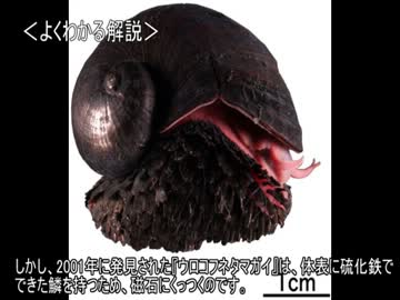 ゆっくり動物雑学「磁石にくっつく…」