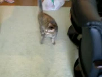 拾いねこ＠生後402目/369日目　広いと撮影が難しい