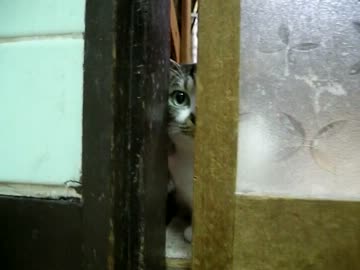 つっぱしる猫2013 保育園開催