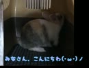 追伸、仔うさぎが肩に乗りました。