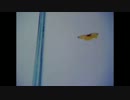 naomu - hoshi