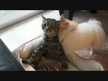 ぐりちぇる動画＊20＊あまりの犬のしつこさに嫌気をさす猫