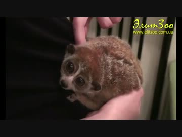 スローロリス家族