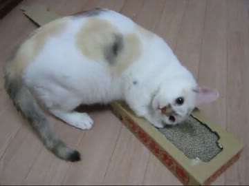 【ミィ】またたびで大興奮する猫【part4】