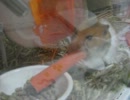 飼い主退院後のみそもち君
