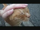 野良ネコさんと久々に再会したので戯れてみた